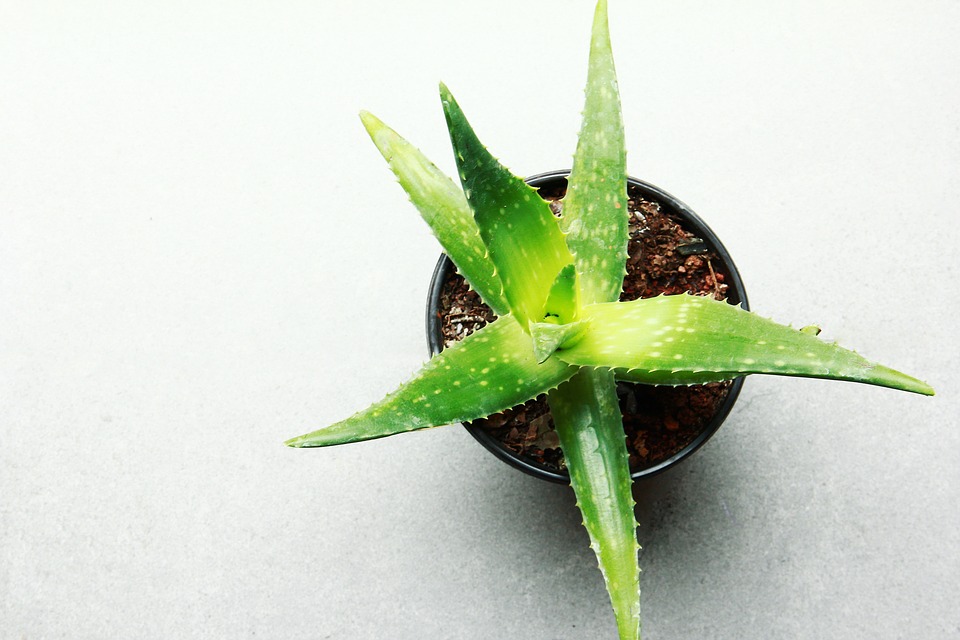 Aloe Vera Leaf