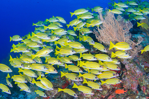Safeguarding Seychelles Marine Conservation Efforts-Image 1