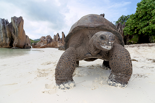Safeguarding Seychelles Marine Conservation Efforts-Image 2