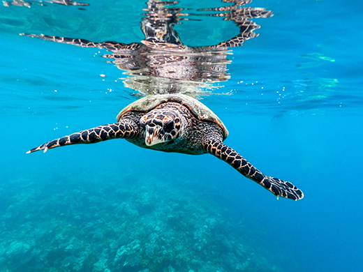The Magic of Maldives-Image 8